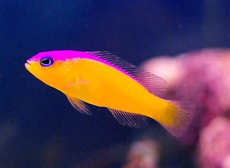 dottyback fish|Dottyback .